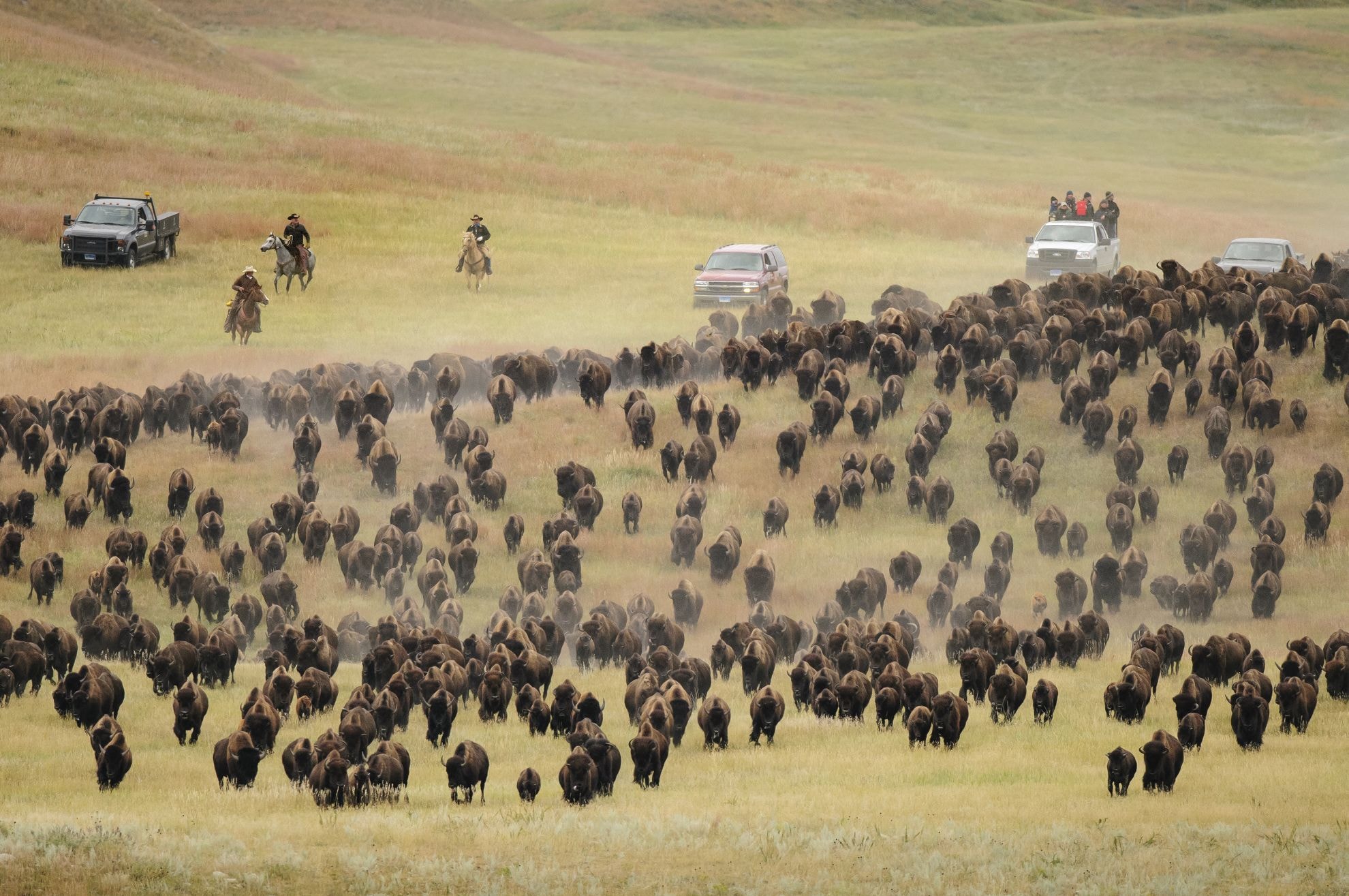 Buffalo Round up