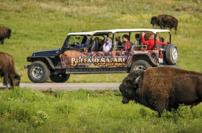 Buffalo Safari Jeep Rides