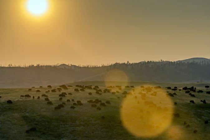 Custer State Park