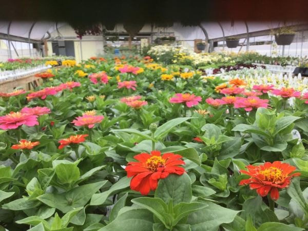 Dakota Greens-Custer Greenhouses & Nursery, Inc