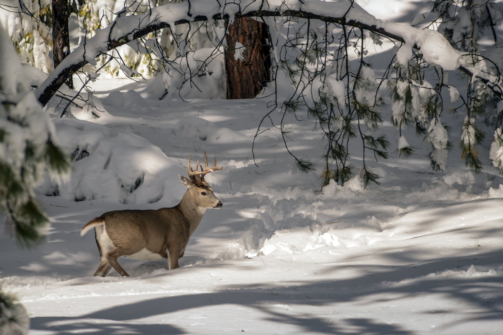 White Tail Deer